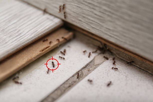 Best Wildlife Control Services  in Whitesboro, TX