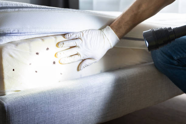 Best Insect Control  in Whitesboro, TX